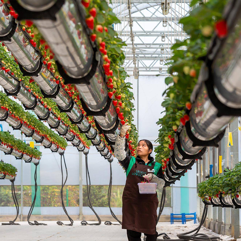衡水市种植槽空中草莓 - 排名