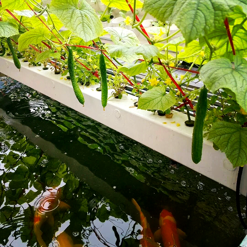 衡水市玻璃温室鱼菜共生 - 厂家